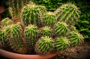 entretien cactus