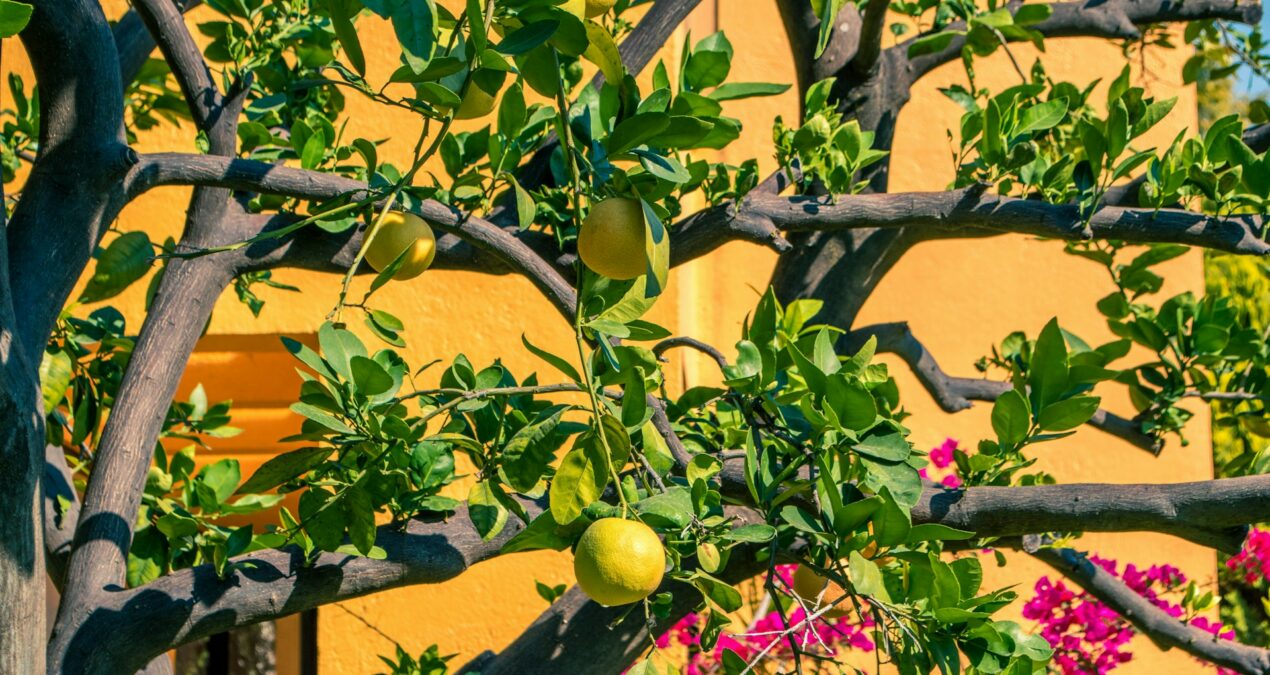 Pourquoi mon citronnier perd ses feuilles ?