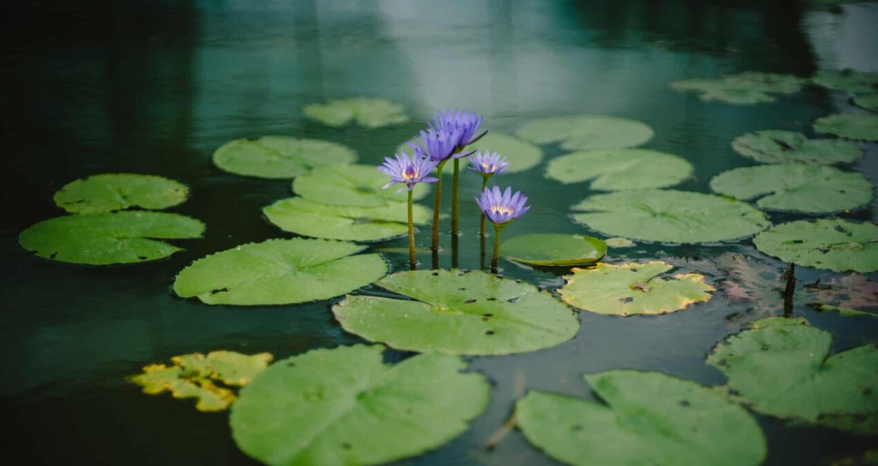 Décoration autour d’un bassin : comment aménager les bords ?