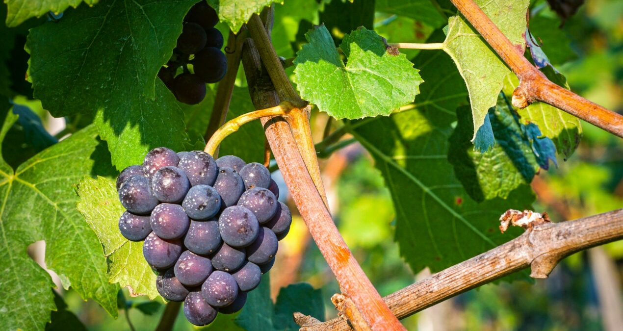 Quand tailler la vigne ?