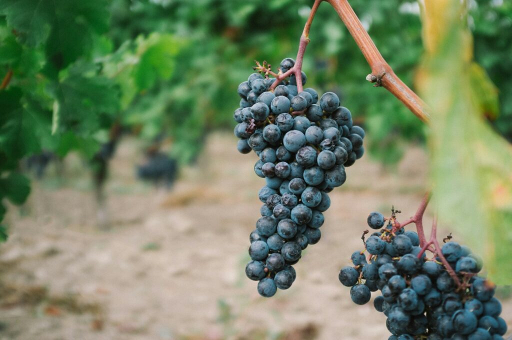 Quand tailler la vigne ?